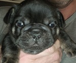 Puppy Leeloos boy 3 French Bulldog