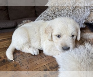 Golden Retriever Puppy for Sale in FORDLAND, Missouri USA