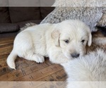 Small Golden Retriever