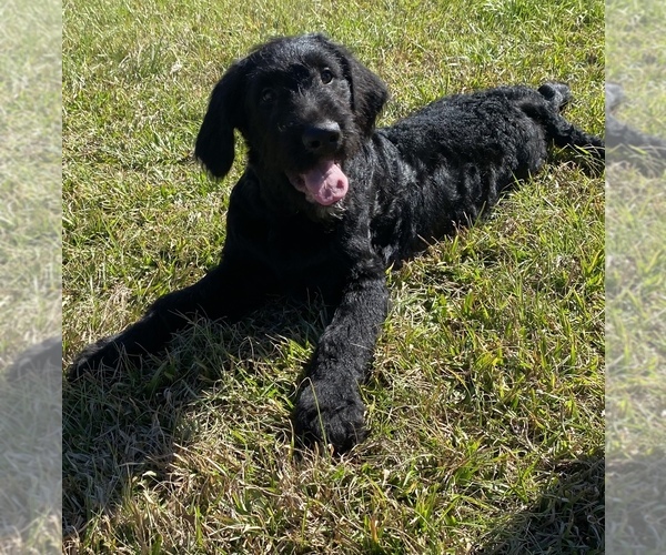 Medium Photo #7 Shepadoodle Puppy For Sale in POPLARVILLE, MS, USA