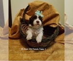 Small Photo #15 Havanese Puppy For Sale in DREXEL, MO, USA