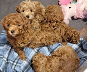 Poodle (Miniature) Puppy for Sale in DENVER, Colorado USA