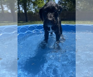 Great Dane-Sheepadoodle Mix Puppy for sale in EGG HARBOR CITY, NJ, USA