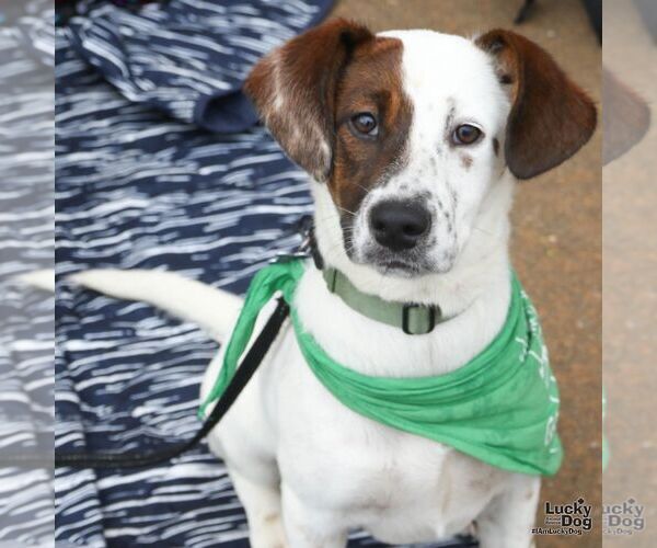 Medium Photo #4 Labrador Retriever-Unknown Mix Puppy For Sale in Washington, DC, USA
