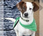 Small #3 Labrador Retriever Mix