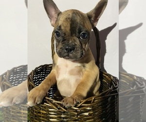 Medium Faux Frenchbo Bulldog