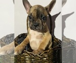 Puppy Luna Faux Frenchbo Bulldog
