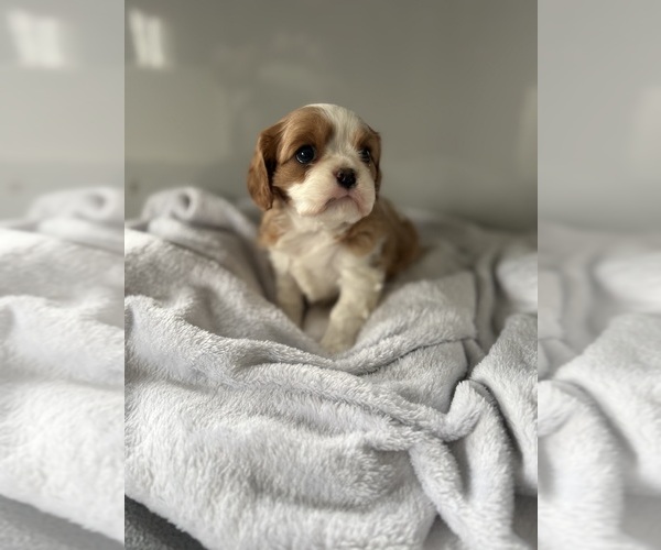 Medium Photo #2 Cavalier King Charles Spaniel Puppy For Sale in CENTRALIA, IL, USA