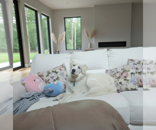 Medium Photo #1 Great Pyrenees Puppy For Sale in MIDWAY, UT, USA