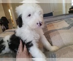 Puppy Daisy Sheepadoodle
