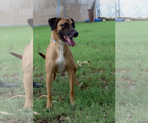 Medium Photo #4 Mutt Puppy For Sale in El Centro, CA, USA