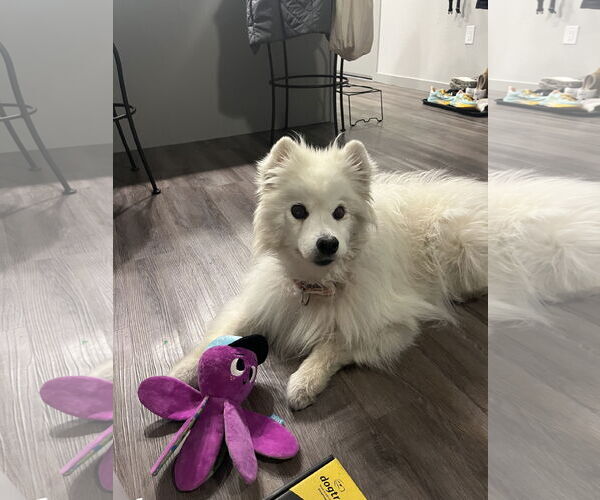 Medium Photo #3 American Eskimo Dog Puppy For Sale in Pikesville, MD, USA