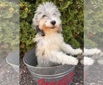 Small #1 Cockapoo