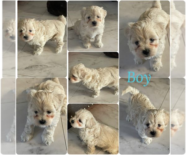 Medium Photo #2 Maltipoo Puppy For Sale in PALMDALE, CA, USA