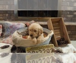 Small Photo #1 Golden Retriever Puppy For Sale in BLUFFTON, IN, USA