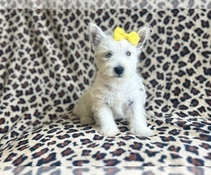 West Highland White Terrier Puppy for Sale in LAKELAND, Florida USA