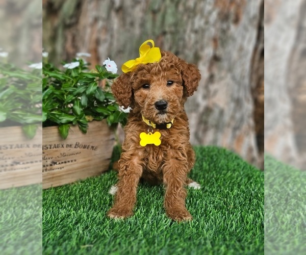 Medium Photo #1 Goldendoodle-Poodle (Miniature) Mix Puppy For Sale in INDIANAPOLIS, IN, USA