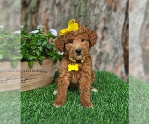 Goldendoodle-Poodle (Miniature) Mix Puppy for sale in INDIANAPOLIS, IN, USA