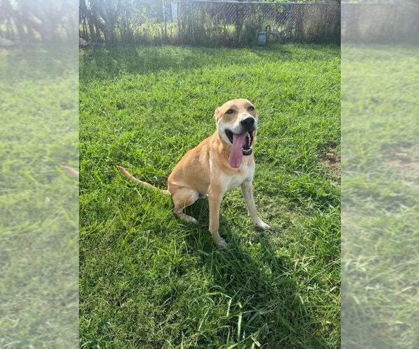Medium Photo #1 American Pit Bull Terrier-Unknown Mix Puppy For Sale in Claremore, OK, USA