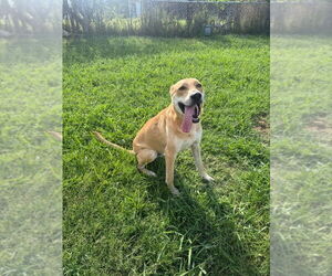 American Pit Bull Terrier-Unknown Mix Dogs for adoption in Claremore, OK, USA