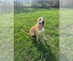 Small American Pit Bull Terrier Mix