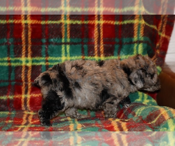 Medium Photo #10 Poodle (Toy) Puppy For Sale in DYERSBURG, TN, USA