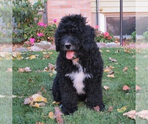 Bernedoodle Puppy for sale in THORP, WI, USA