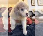 Small #1 Australian Shepherd-Great Pyrenees Mix