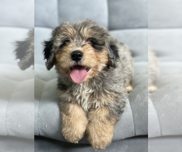 Medium Photo #3 Bernedoodle Puppy For Sale in ARCADIA, CA, USA