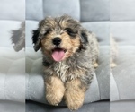 Small Photo #3 Bernedoodle Puppy For Sale in ARCADIA, CA, USA