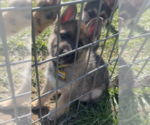 Puppy 1 German Shepherd Dog-Siberian Husky Mix