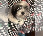 Small #9 Shorkie Tzu