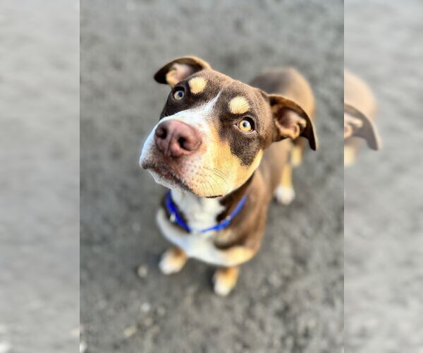 Medium Photo #4 Mutt Puppy For Sale in Elmsford, NY, USA