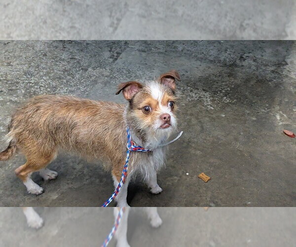 Medium Photo #3 Chihuahua Puppy For Sale in Evansville, IN, USA