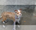 Small #2 Chihuahua