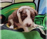Small Photo #235 Border Collie Puppy For Sale in NORBORNE, MO, USA