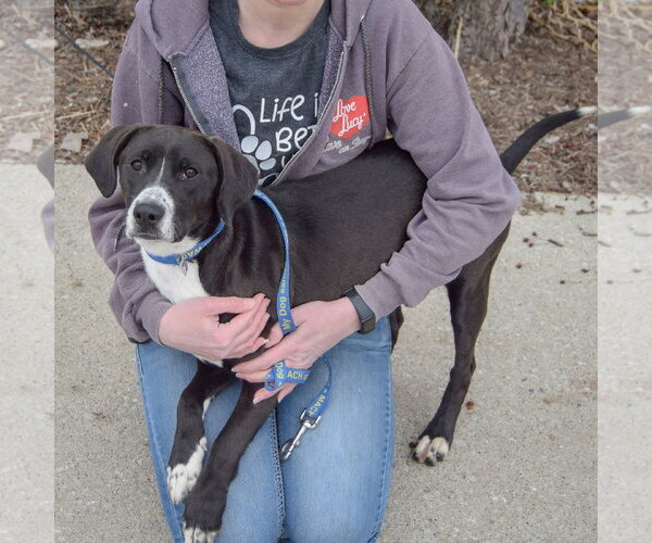 Medium Photo #2 Pointer-Unknown Mix Puppy For Sale in Huntley, IL, USA