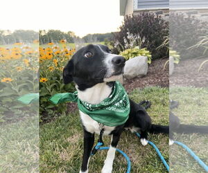 Border Collie Dogs for adoption in Highland, IL, USA