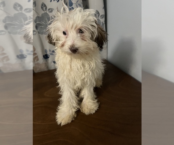 Medium Photo #7 Havanese Puppy For Sale in DURHAM, CT, USA