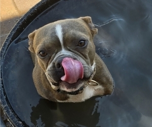 Father of the Boston Terrier puppies born on 05/16/2025