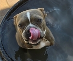 Small Photo #1 Boston Terrier Puppy For Sale in RED ROCK, AZ, USA
