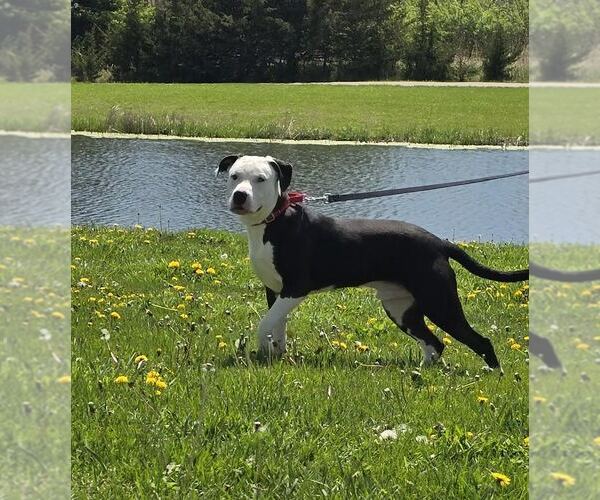 Medium Photo #4 Dogo Argentino-Unknown Mix Puppy For Sale in Oskaloosa, IA, USA