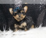 Puppy Pudding Yorkshire Terrier