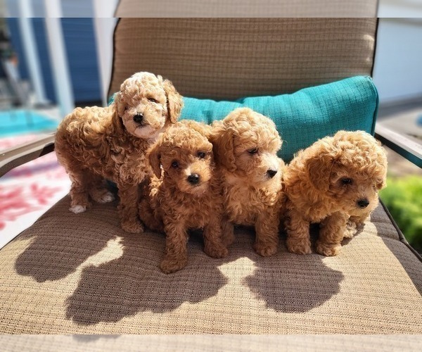 Medium Photo #1 Bichpoo-Poochon Mix Puppy For Sale in AUBURN, ME, USA