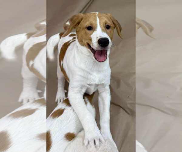 Medium Photo #2 Labrador Retriever-Unknown Mix Puppy For Sale in Mechanicsburg, PA, USA