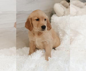 Golden Retriever Puppy for sale in ANTELOPE, CA, USA