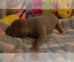 Small Photo #112 Great Dane Puppy For Sale in SPRAGGS, PA, USA