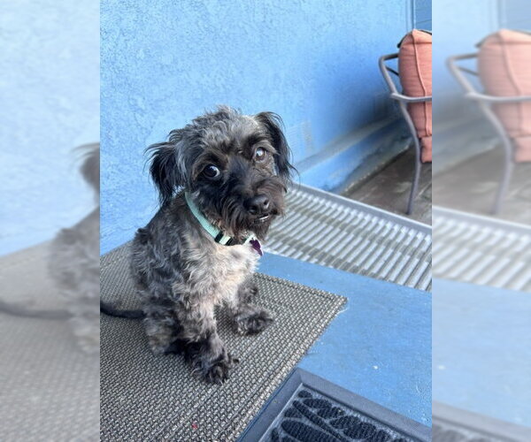Medium Photo #2 Maltese-Unknown Mix Puppy For Sale in Corona, CA, USA