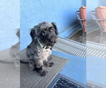 Small Photo #2 Maltese-Unknown Mix Puppy For Sale in Corona, CA, USA