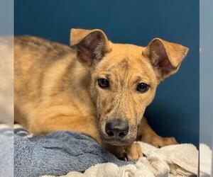 Labrador Retriever Dogs for adoption in Conroe, TX, USA